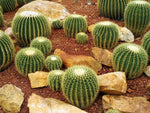 Golden Barrel Cactus Seeds - 25 Seeds -Echinocactus grusonii - Ships from Iowa, USA - Grow Exotic Succulent Cacti Bonsai