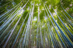 Japanese Giant Timber Bamboo Seeds for Planting - 100+ Seeds - Grow a Fast Bamboo Forest - Ships from Iowa