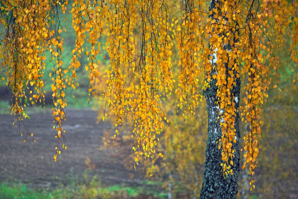 Weeping Silver Birch Tree Seeds for Planting | 250+ Seeds | Betula pendula, Highly Prized for Bonsai or Garden