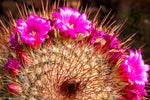 Red Headed Irishman Cactus Seeds for Planting - 25 Seeds -Mammillaria spinosissima v. rubispina - Ships from Iowa, USA - Grow Exotic Succulent Cacti Bonsai