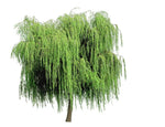 16+ Thin Gold Weeping Willow Tree Cuttings. Pencil size or Smaller. Grow 16+ Trees