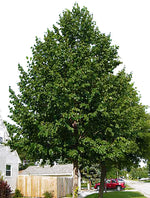 Hybrid Poplar Tree Starts - 3 pack