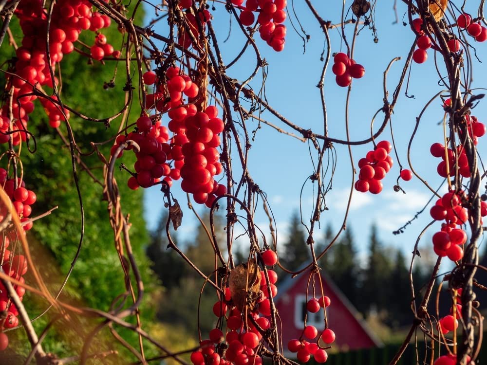 Vine Seeds for Planting - Grow Amazing Vines for Landscaping, Wall or Fence Vines