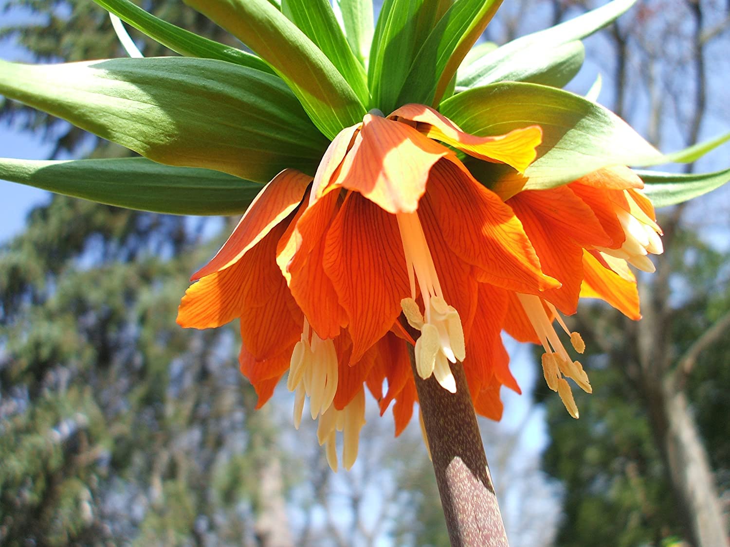 Fritillaria Imperialis Rubra Maxima Orange-Red Flowers - Ships from Iowa, USA
