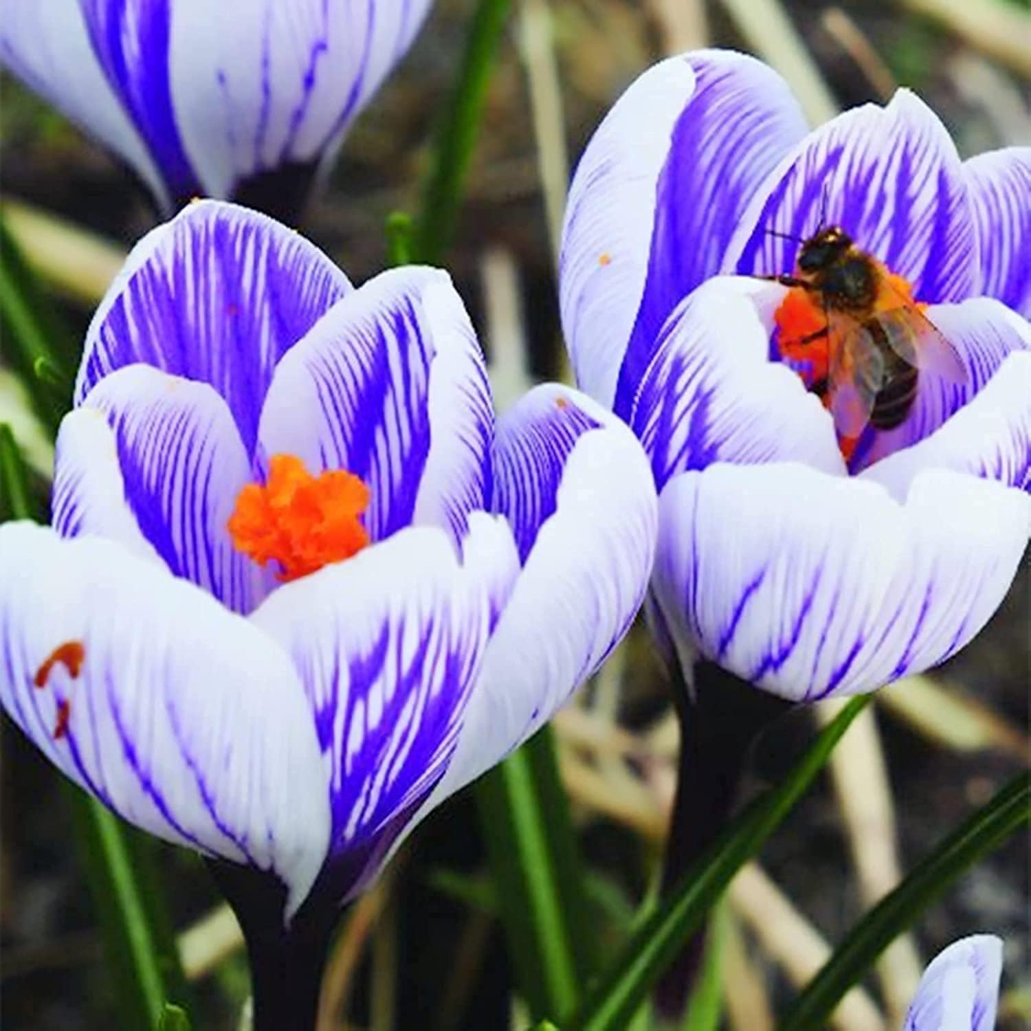 Striped Pickwick Crocus Bulbs for Planting - Easy to Grow Perennial Flowers for Garden or Landscape or Indoors