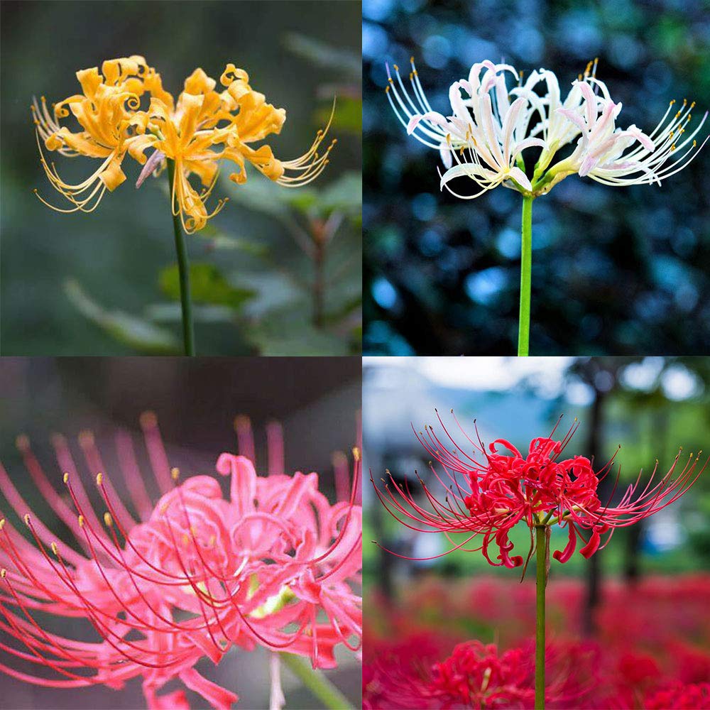Mix Lycoris Bulbs-4 Bulbs-Fresh Lycoris Bulbs Spider Lily Garden Courtyard Planting Outdoor Lawn Balcony Decoration Easy to Live