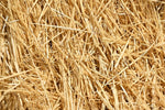 1/2 Pound Natural Wheat Straw for Animal Bedding, Garden Mulch, Compost & Fertilizer, and Grass Cover