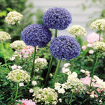 Allium caeruleum Azureum Blue Drumstick - 20 flower bulbs