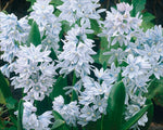 Striped Squill- Puschkinia Libanotica (Pack of 100 Bulbs)