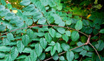 Kentucky Coffee Tree Seeds for Planting - 10 Seeds - Gymnocladus dioicus - Made in USA, Ships from Iowa…