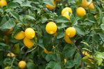 Dwarf Lemon Bonsai Tree Seeds for Planting - 30+ Seeds - Ships from Iowa, USA