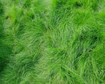 Creeping Red Fescue Seeds for Planting (1,000 Seeds)- Festuca rubra