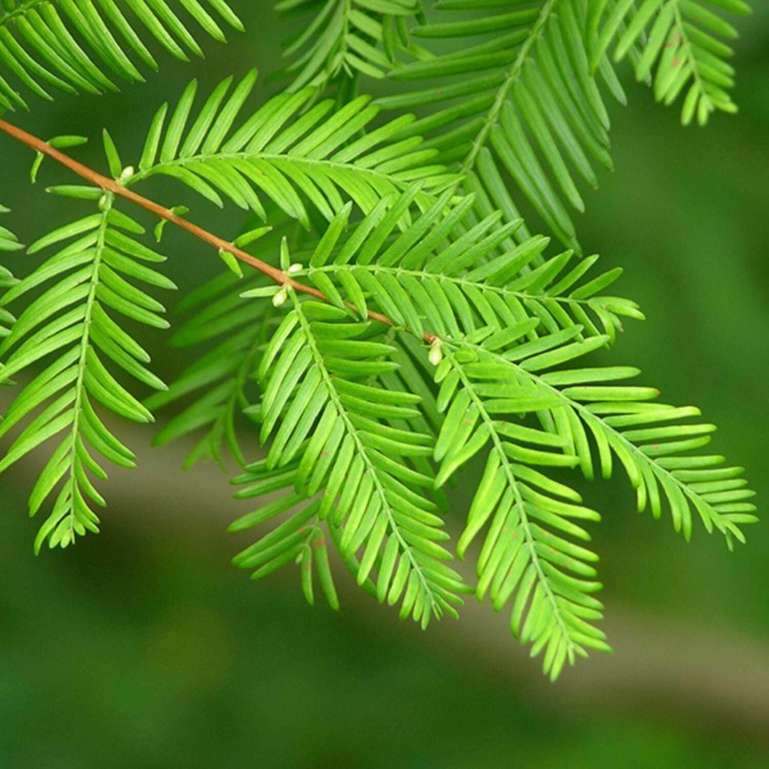 Dawn Redwood Tree Seeds - 30 Seeds - Ships from USA - Sequoia Tree Seeds