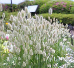 zellajake Rare Flower Seeds Lagurus Ovatus Ornamental Grass Bunny Tails Annual 100 Seeds
