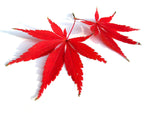 Red Lace Leaf Japanese Maple 30 Seeds - Acer Palmatum Atropurpureum Dissectum Seeds, Laceleaf Japanese Maple Tree Seeds, Japanese Tree Seeds for Planting