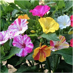 100+ Broken Colors Four O'Clock Seeds - Tender Perennial That Reseeds Easily | Made in USA, Ships from Iowa.