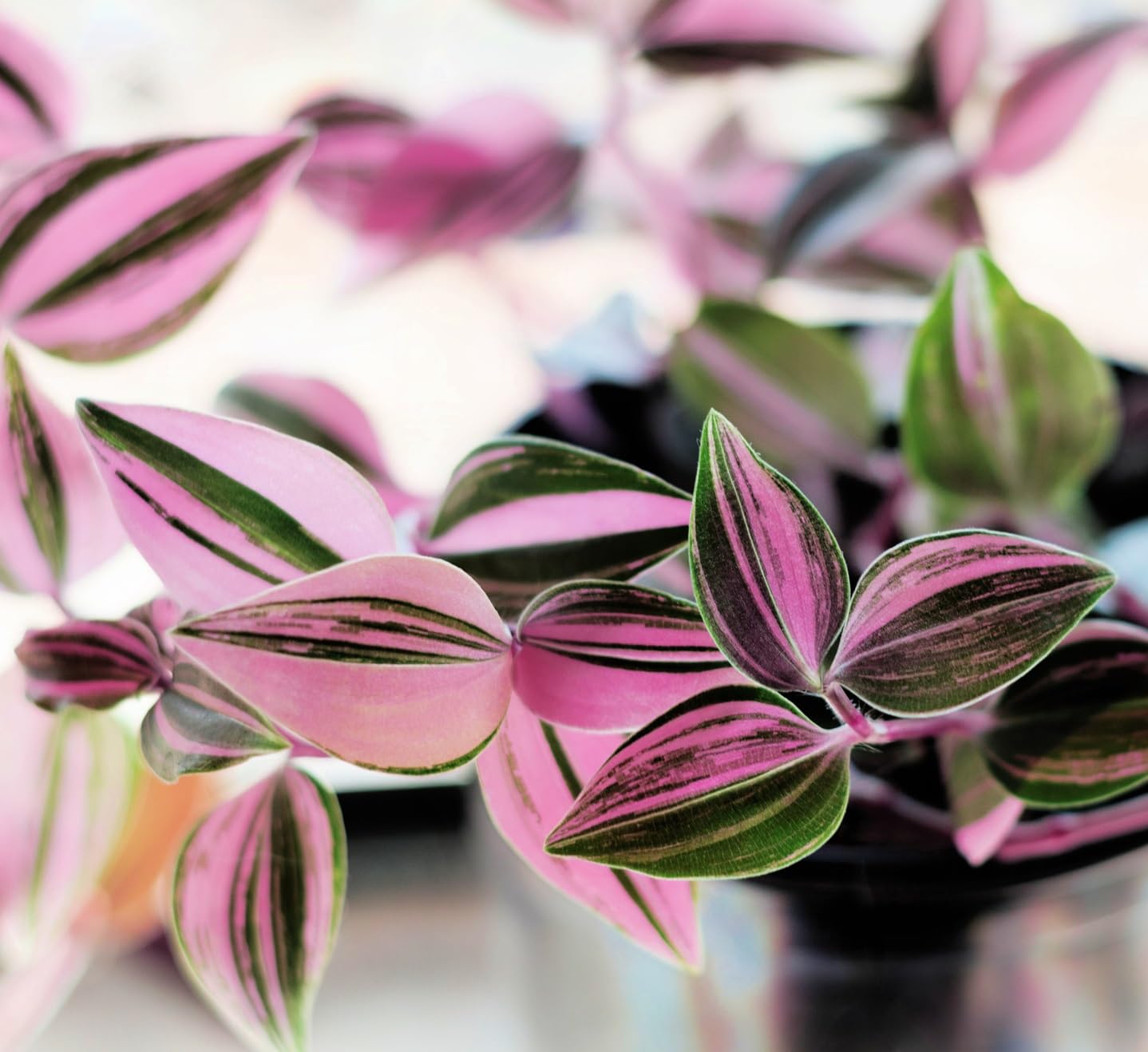 4 "Feeling Flirty' Tranescantia fluminesis Wandering Jew Cuttings to Grow - Grow Spiderwort