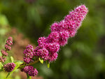 Steeple Bush Flower Seeds for Planting (100 Seeds) Stunning Tall Pink Steeple Shaped Blooms - Spiraea douglasii