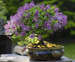 30 Purple Lilac Bonsai Seeds - Grow Stunning Purple Blooming Bonsai Tree