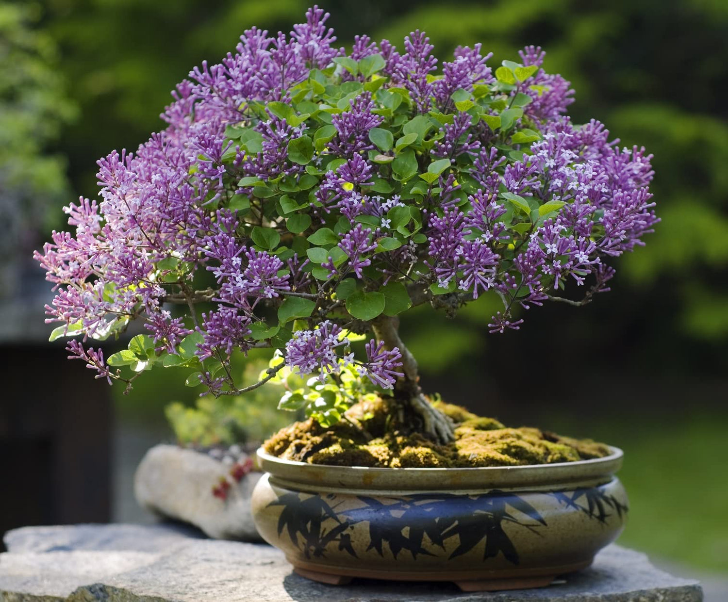 30 Purple Lilac Bonsai Seeds - Grow Stunning Purple Blooming Bonsai Tree