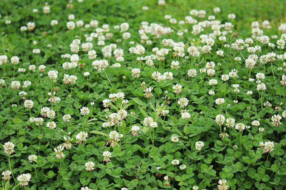 Dutch White Clover Seed - 500+ Seeds - Great from Food Plot, Cover Crop, Pasture Mix - Perennial White Clover