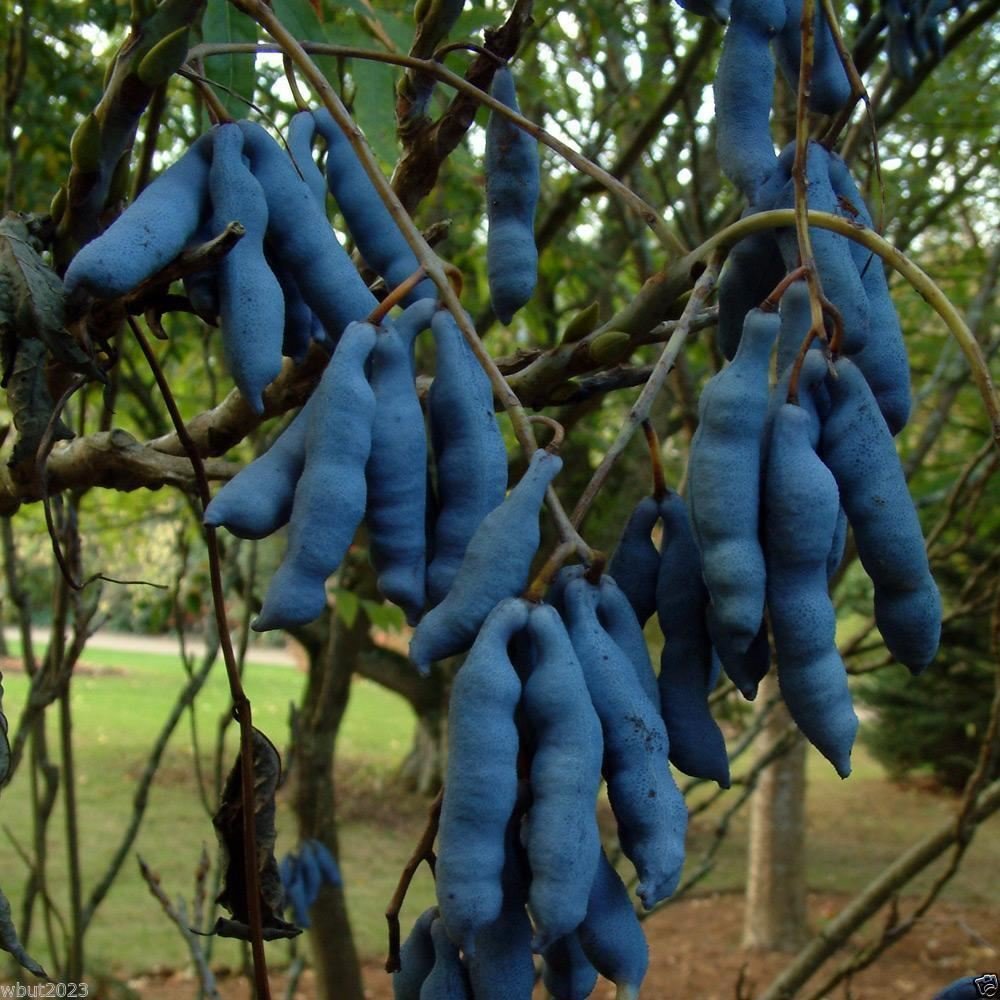 Decaisnea Fargesii - Blue Sausage Fruit - A.k.a. Blue-bean, Dead Man's Fingers(5 Seeds)
