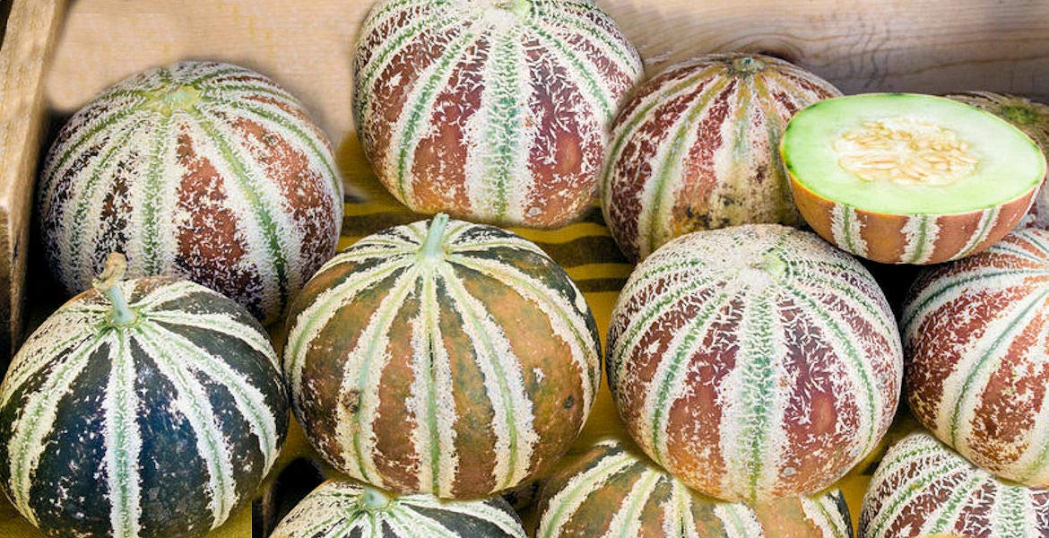Very Rare Kajari Melon Heirloom Seeds Non GMO Long Shelf Life Good Producer cpicta (5 Seeds)