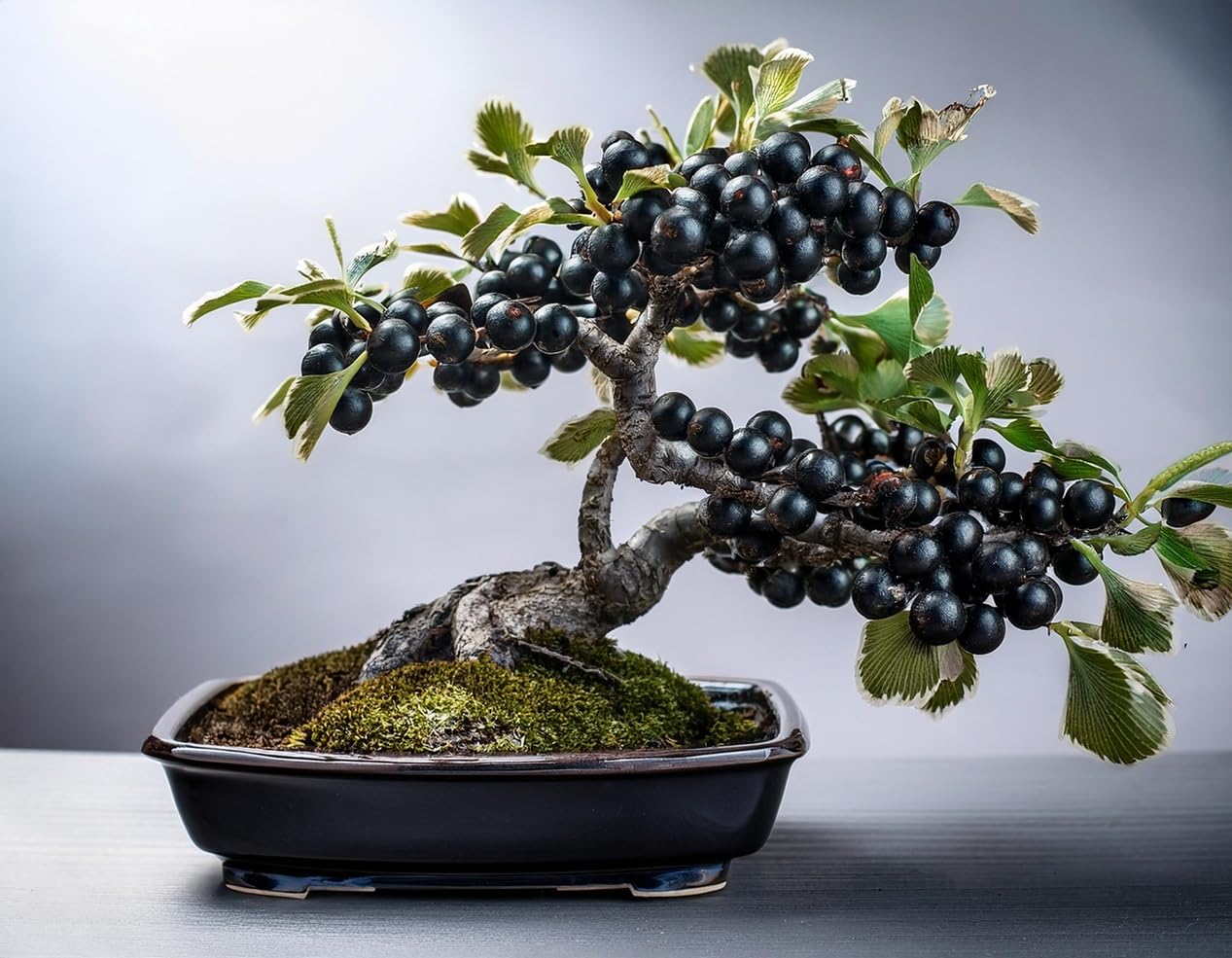 Black Currant Bonsai Tree Seedling for Planting - 1 Year Old Well Rooted Seedling