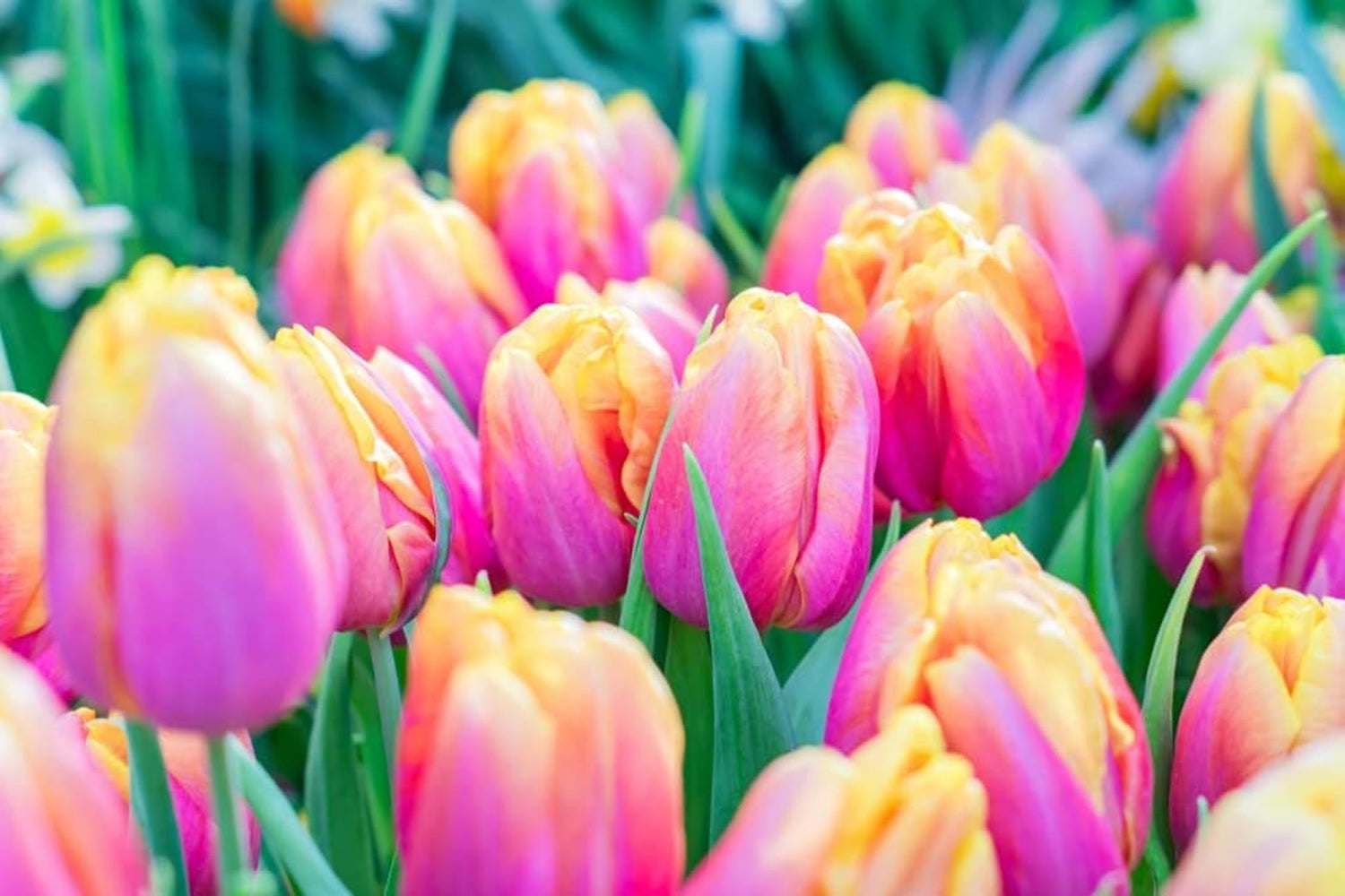 5 Pink Passion Tulip Bulbs for Planting - Easy to Grow Perennial Tulips