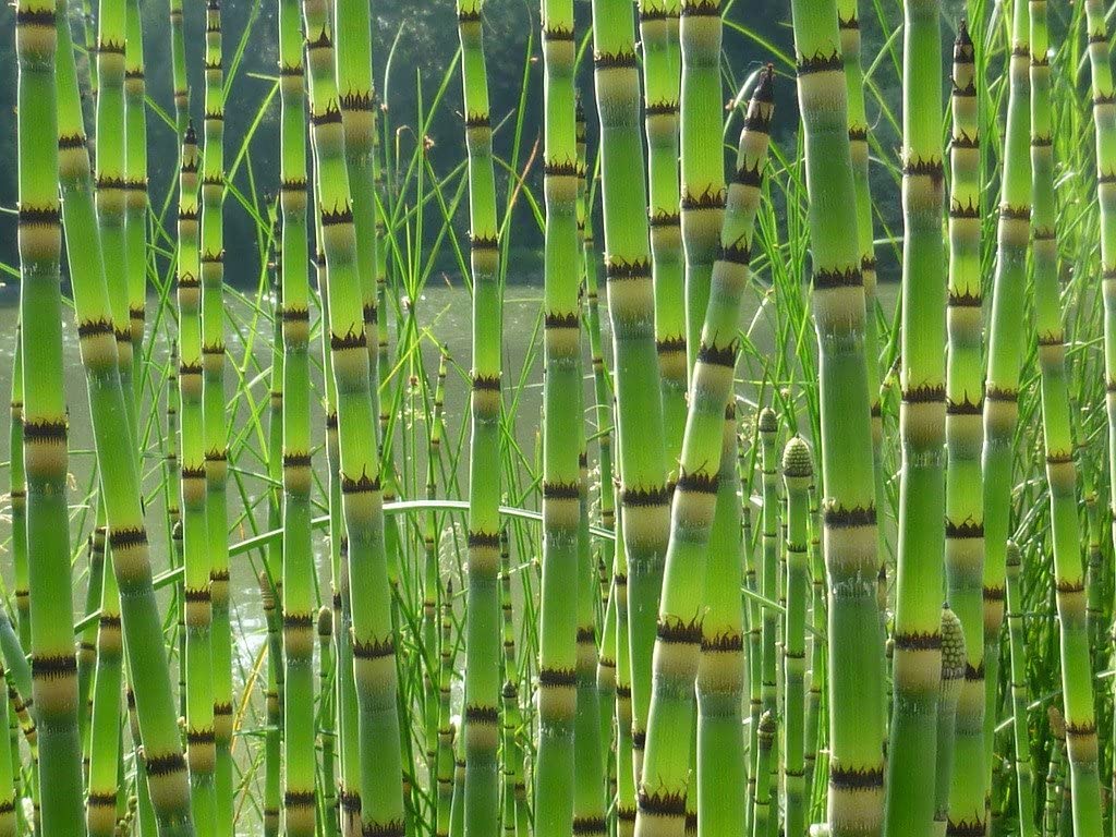 Prehistoric Rush Plant Cuttings - 10 Cuttings to Grow - Scouring Rush