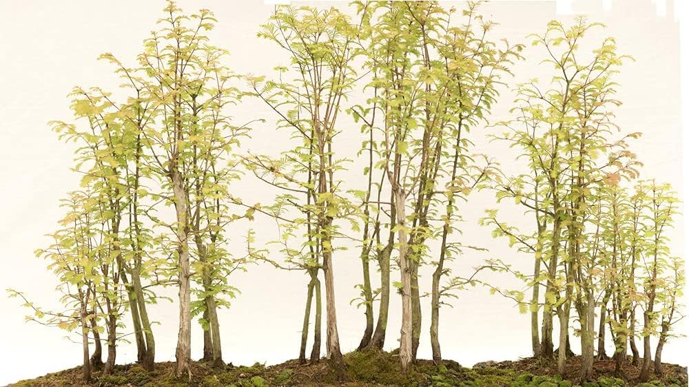 Redwood Forest Bonsai Tree Seeds - 40 Seeds - Sequoia Bonsai Seeds for Planting - Sequoia sempervirens