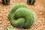 Green Poo Cactus Seeds for Planting - 25 Seeds -Mammillaria spinosissima - Ships from Iowa, USA - Grow Exotic Succulent Cacti Bonsai