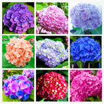 Hydrangea Mix 10+ Seeds Flowers Easy to Grow Planting for Outdoor Indoor