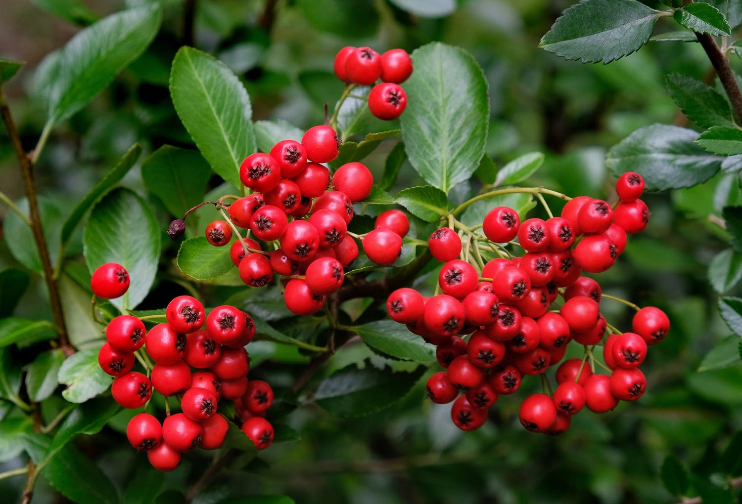 Red Chokeberry Seedlings for Planting - Year Old Trees, Well Rooted