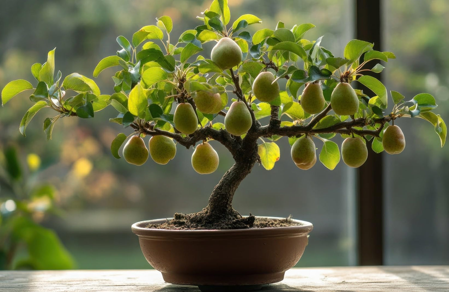 30 Pear Fruit Bonsai Tree Seeds for Planting - Pretty Flowers Then Fruit Bearing - Pyrus communis