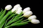 White Tulip Bulbs to Grow - 10 Bulbs - Ships from Iowa, USA