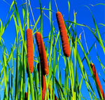 Cattail Seeds for Planting - 2,000+ Seeds - Attractive Aquatic Plant