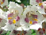 Catalpa, Catalpa Speciosa, Northern, Tree 30 Seeds, (Fast Growth, Showy Flowers)