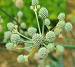 Rattlesnake Master Seeds for Planting (100+ Seeds) - Hardy Herbaceous Perennial - Eryngium yuccifolium - Great for Pollinators