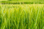 Triticale Seeds for Planting
