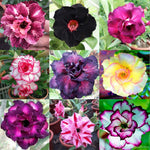 10 PC Desert Rose Seeds Mixed Colors B99