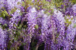 Exotic Chinese Wisteria Vine Seeds, 10 pack - Wisteria sinensis - 10 Seeds to Grow - Blooming Vine