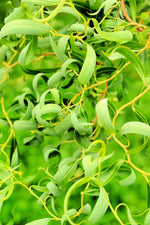 Gold Curly Willow Trees - Fast Growing Attractive Good Luck Trees - East to Grow Landscape, Garden or Yard Trees.