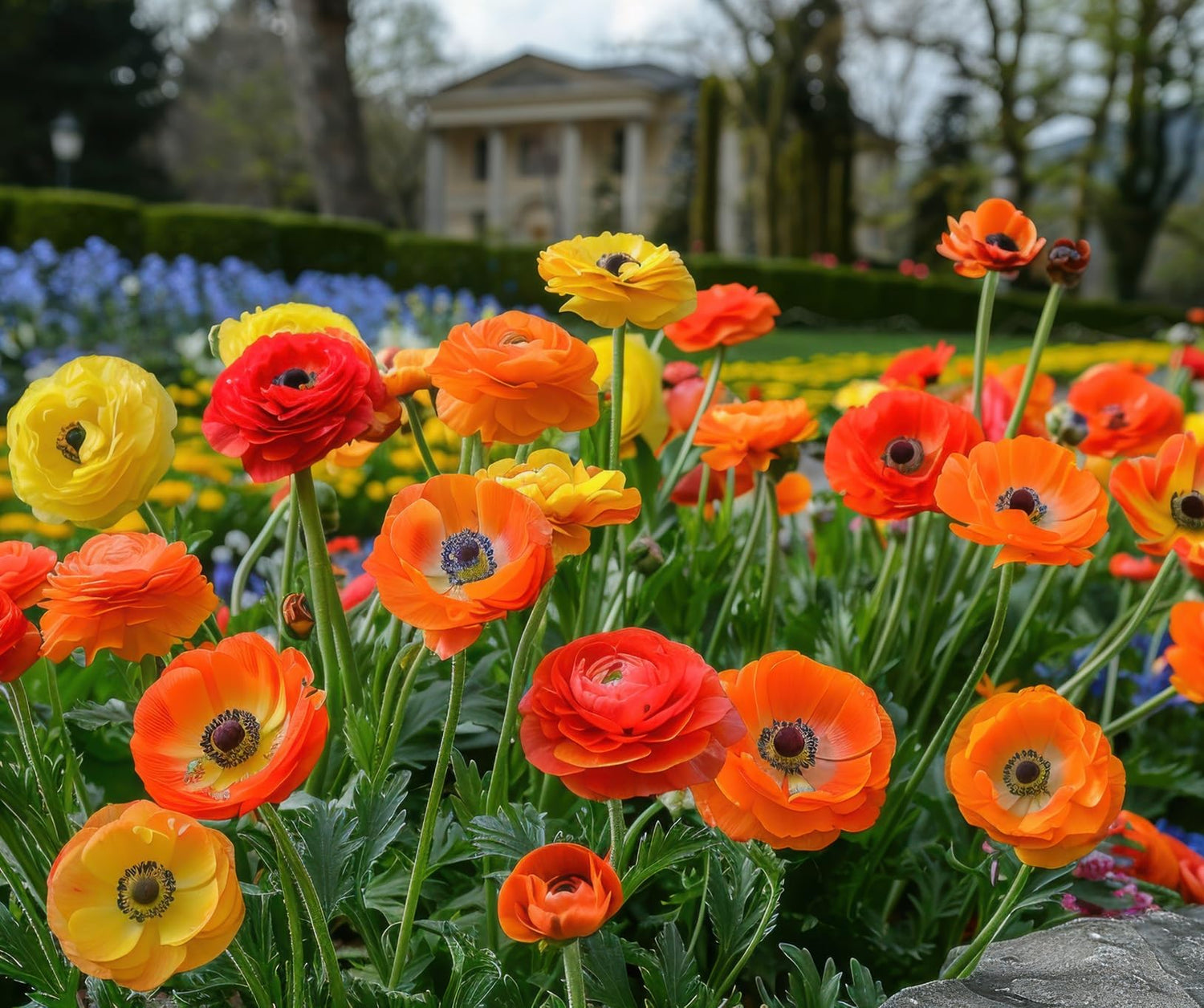 Red, Orange and Yellow Ranunculus Flower Corms Mix to Grow - Spring Planting Perennials, Very Colorful and Easy