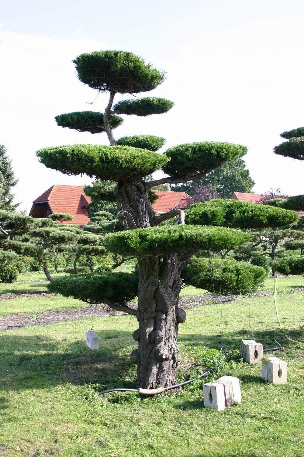 Eastern Red cedar, Juniperus virginiana, Tree Seeds (Hardy Fragrant Evergreen) (30)