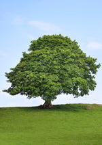 Sycamore Tree Seedlings for Planting | Live Tree Seedlings | No Ship to California
