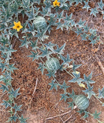 10 Rare Silver Fox Melon Seeds - Bright Striped Melon, Compact Vines - 60-70 Days till Ripe - Grows in Shade or Full Sun