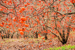 American Persimmons Tree Seedlings for Planting - Delicious Persimmon Fruit Trees - No Ship to California