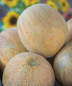 Ambrosia Cantaloupe Melon Seeds for Planting (10 Seeds)