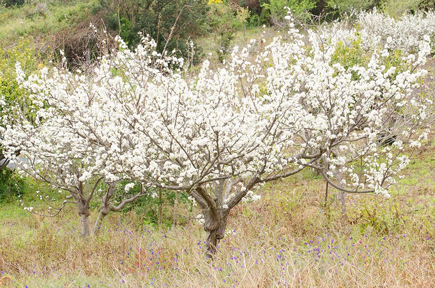 Plum Tree Seeds for Planting - 10 Seeds of Prunus americana - Made in USA, Ships from Iowa - Popular Outdoor Tree or Bonsai